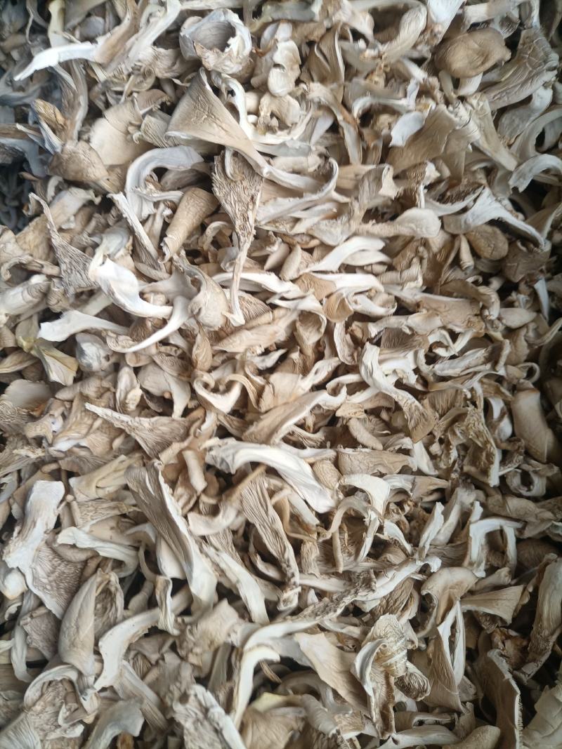 平菇条，天然晒干的平菇条，平菇块，大量有现货，需要的联系