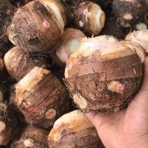 芋母，红香芋母，
