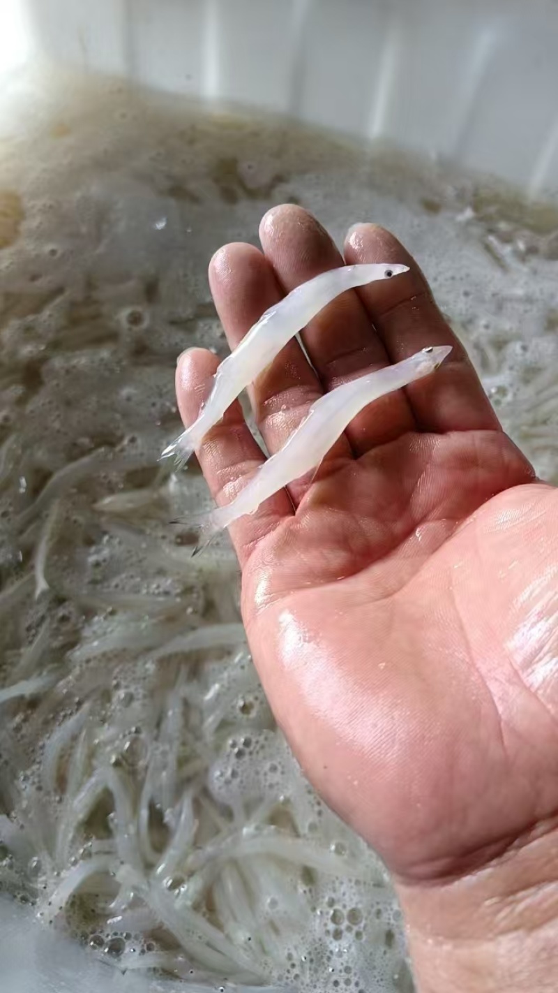 有机大银鱼新鲜水产冷冻面条鱼白饭鱼孕妇宝宝辅食鲜活银鱼