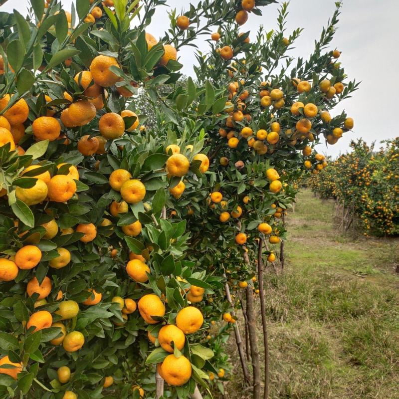 《广西蜜橘》桂林南丰蜜橘/电商团购一件代发清甜化渣便宜