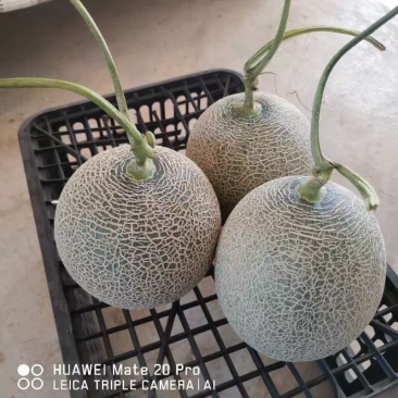 网纹蜜瓜