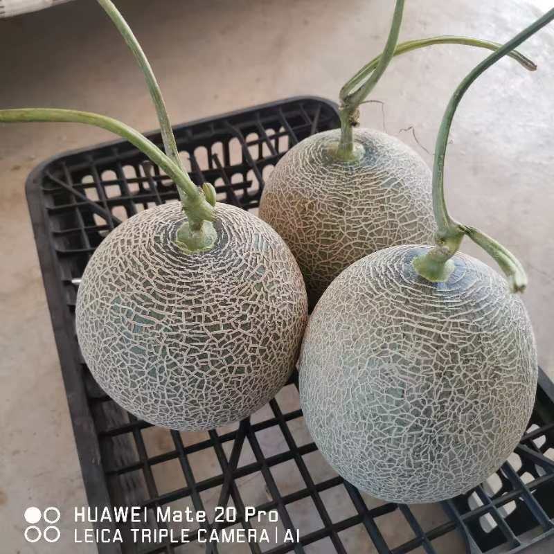 网纹蜜瓜