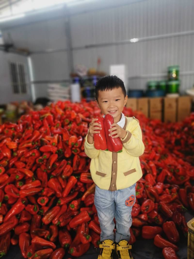 云南甜椒大量上市品质好货源充足场地直发诚信经营代收代发