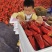 云南甜椒大量上市品质好货源充足场地直发诚信经营代收代发