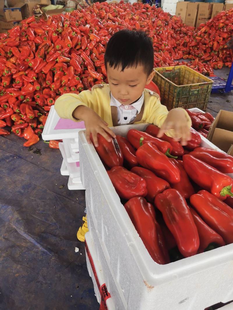 云南甜椒大量上市品质好货源充足场地直发诚信经营代收代发