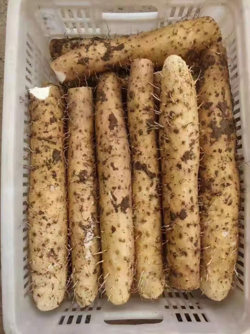 山东白玉山药大量上市对商超农贸市场产地一手货源欢迎采购