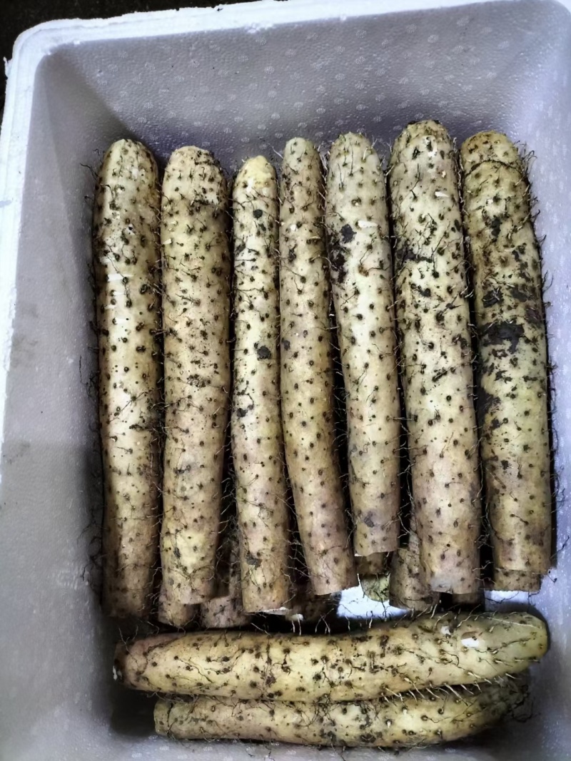 山东白玉山药大量上市对商超农贸市场产地一手货源欢迎采购