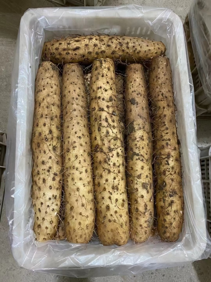 山东白玉山药大量上市对商超农贸市场产地一手货源欢迎采购