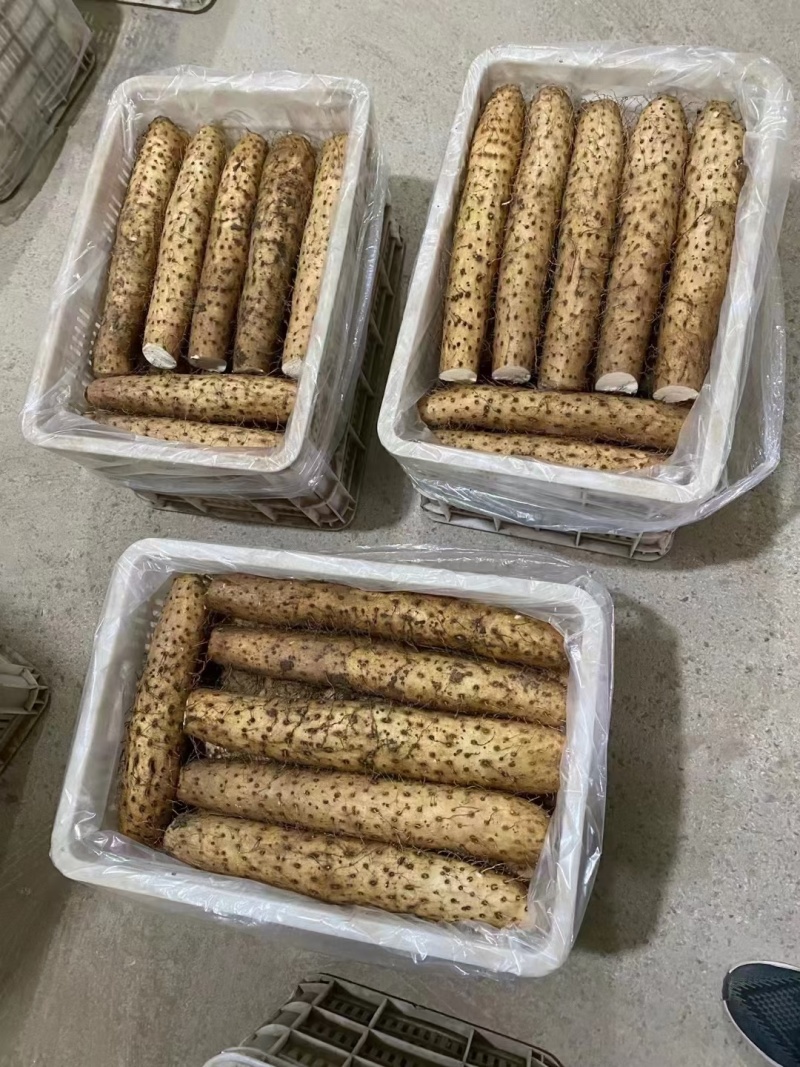 山东白玉山药大量上市对商超农贸市场产地一手货源欢迎采购