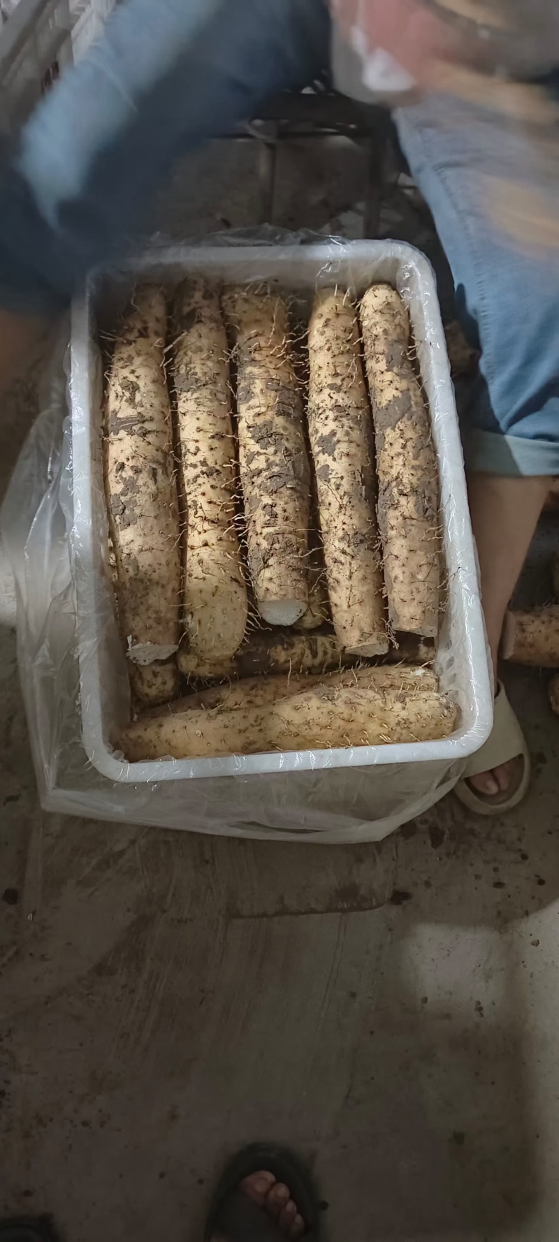 山东白玉山药大量上市对商超农贸市场产地一手货源欢迎采购