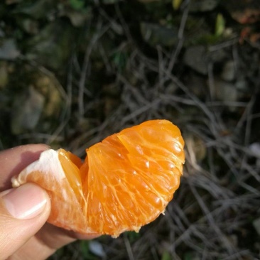 非常好吃！正宗涌泉蜜橘黄岩橘子货源一件代发批发微商团购