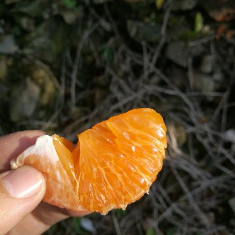 非常好吃！正宗涌泉蜜橘黄岩橘子货源一件代发批发微商团购