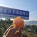 非常好吃！正宗涌泉蜜橘黄岩橘子货源一件代发批发微商团购