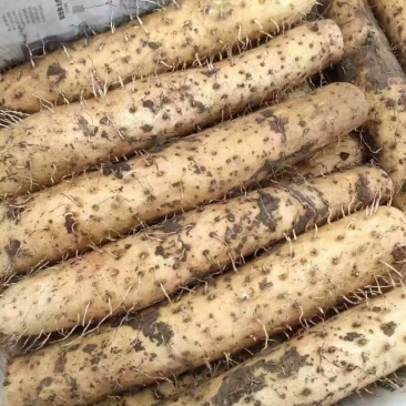 山东白玉山药对接商超加工厂电商等大量现货供应欢迎采购