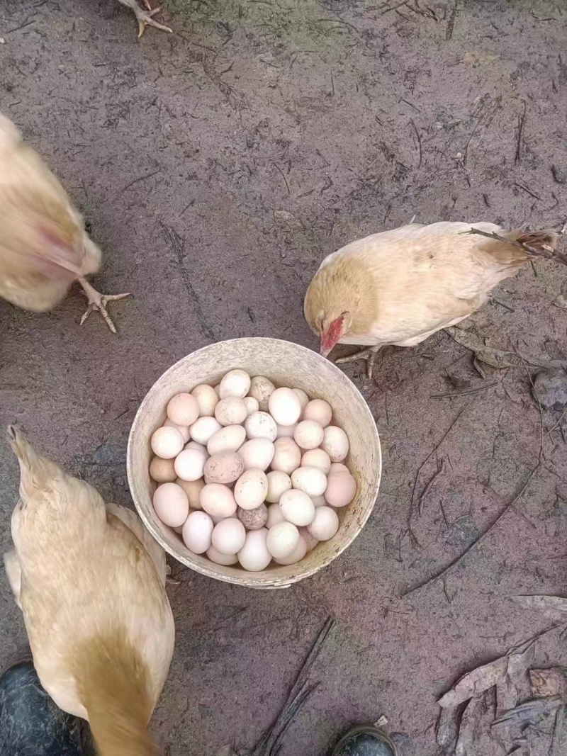 农家初生蛋