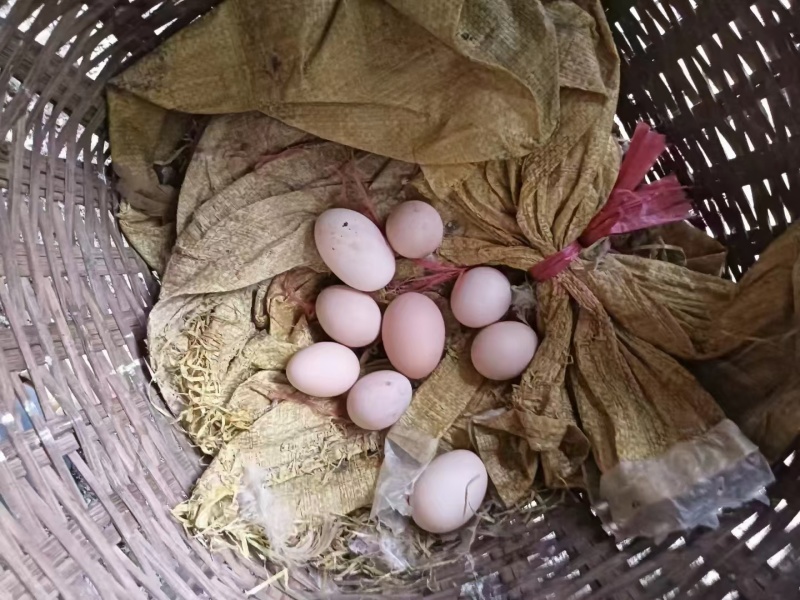 农家初生蛋
