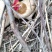 农家初生蛋