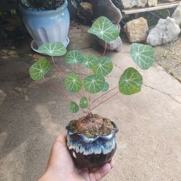 山乌龟