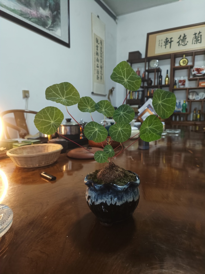 山乌龟