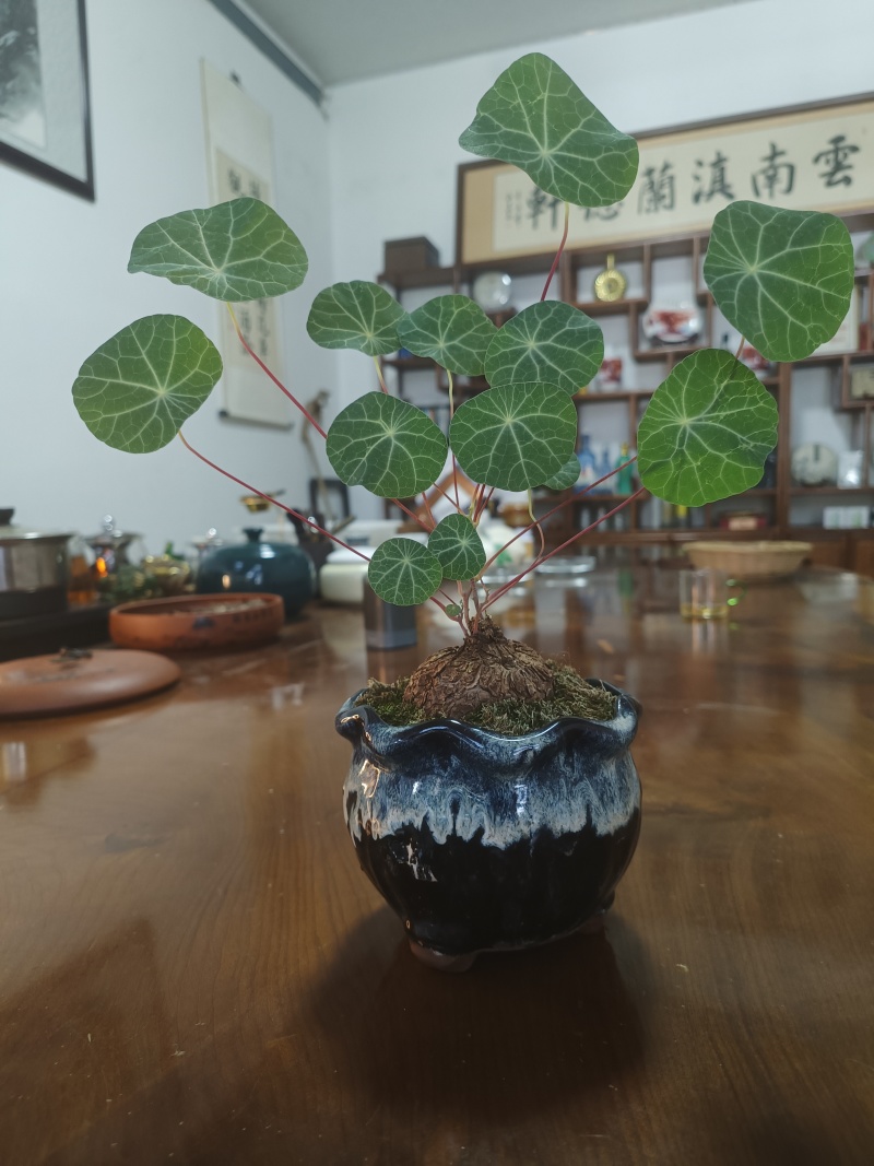 山乌龟