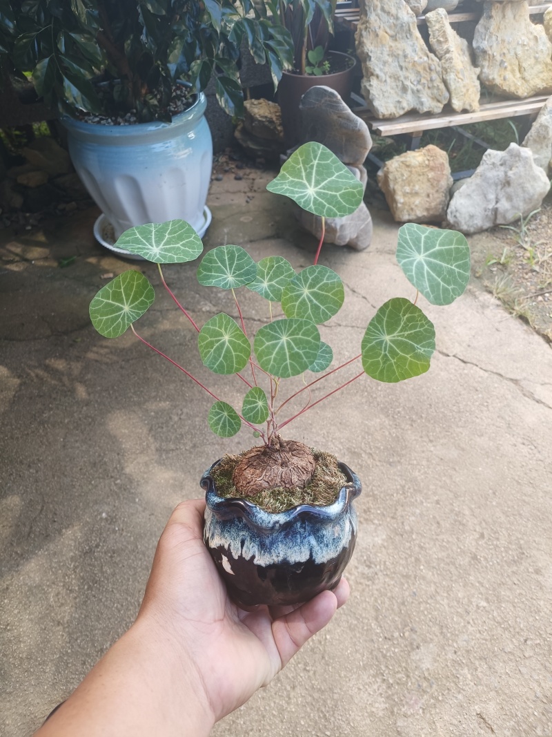 山乌龟