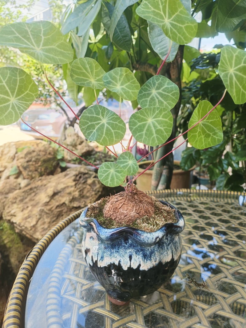 山乌龟