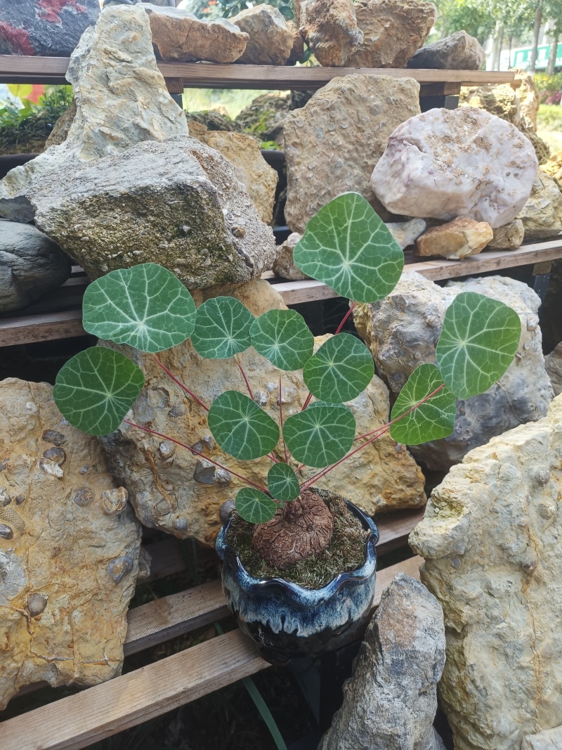 山乌龟