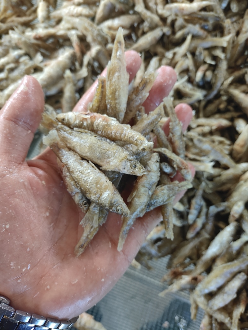麦穗鱼油炸麦穗鱼规格齐全质量保证欢迎咨询