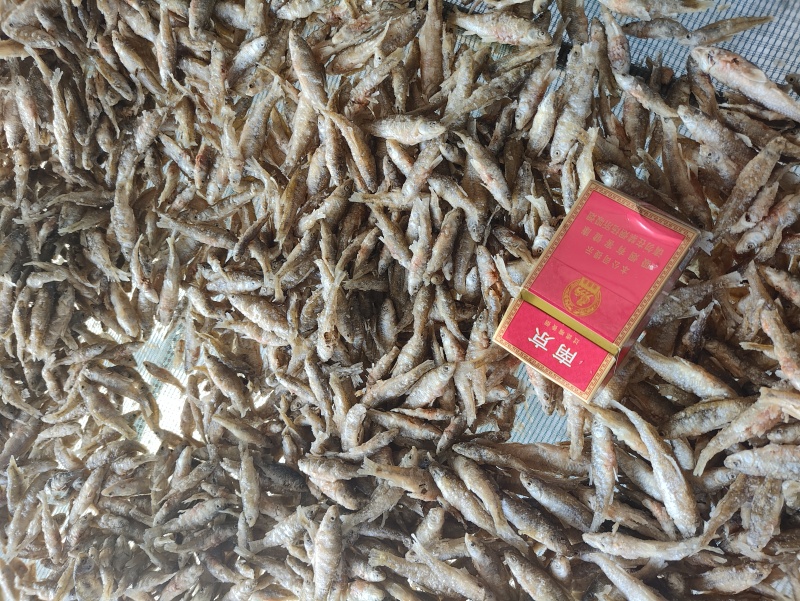 麦穗鱼油炸麦穗鱼规格齐全质量保证欢迎咨询