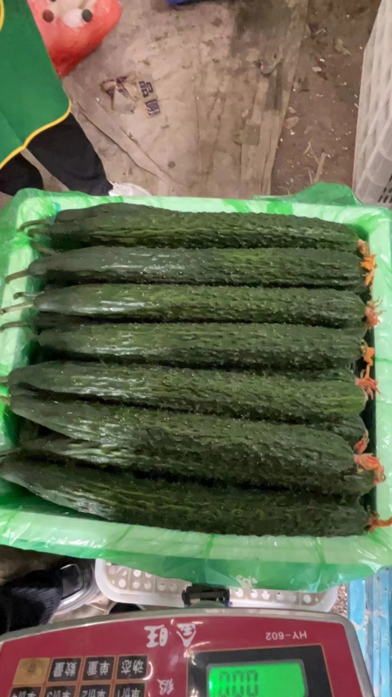 刺黄瓜25公分以上鲜花带刺