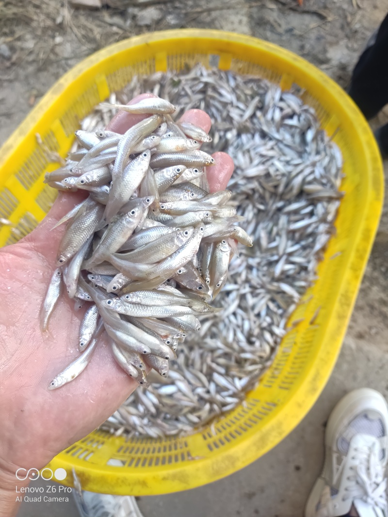 麦穗鱼鲜活麦穗鱼规格齐全质量保证诚信经营欢迎咨询
