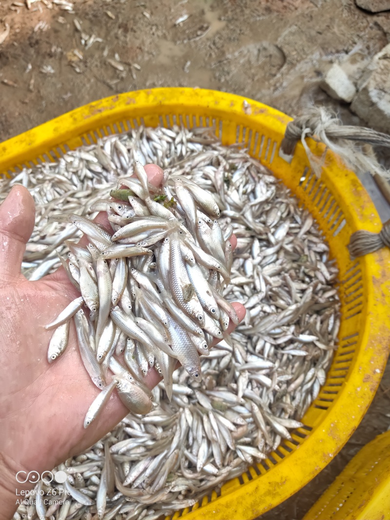 麦穗鱼鲜活麦穗鱼规格齐全质量保证诚信经营欢迎咨询