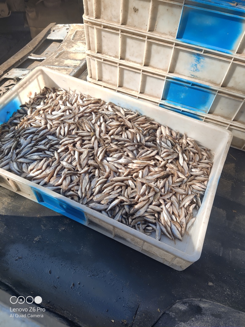 麦穗鱼鲜活麦穗鱼规格齐全质量保证诚信经营欢迎咨询