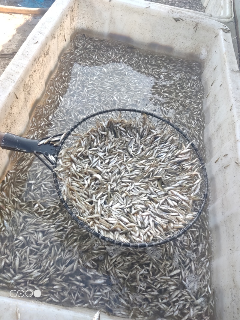 麦穗鱼鲜活麦穗鱼规格齐全质量保证诚信经营欢迎咨询