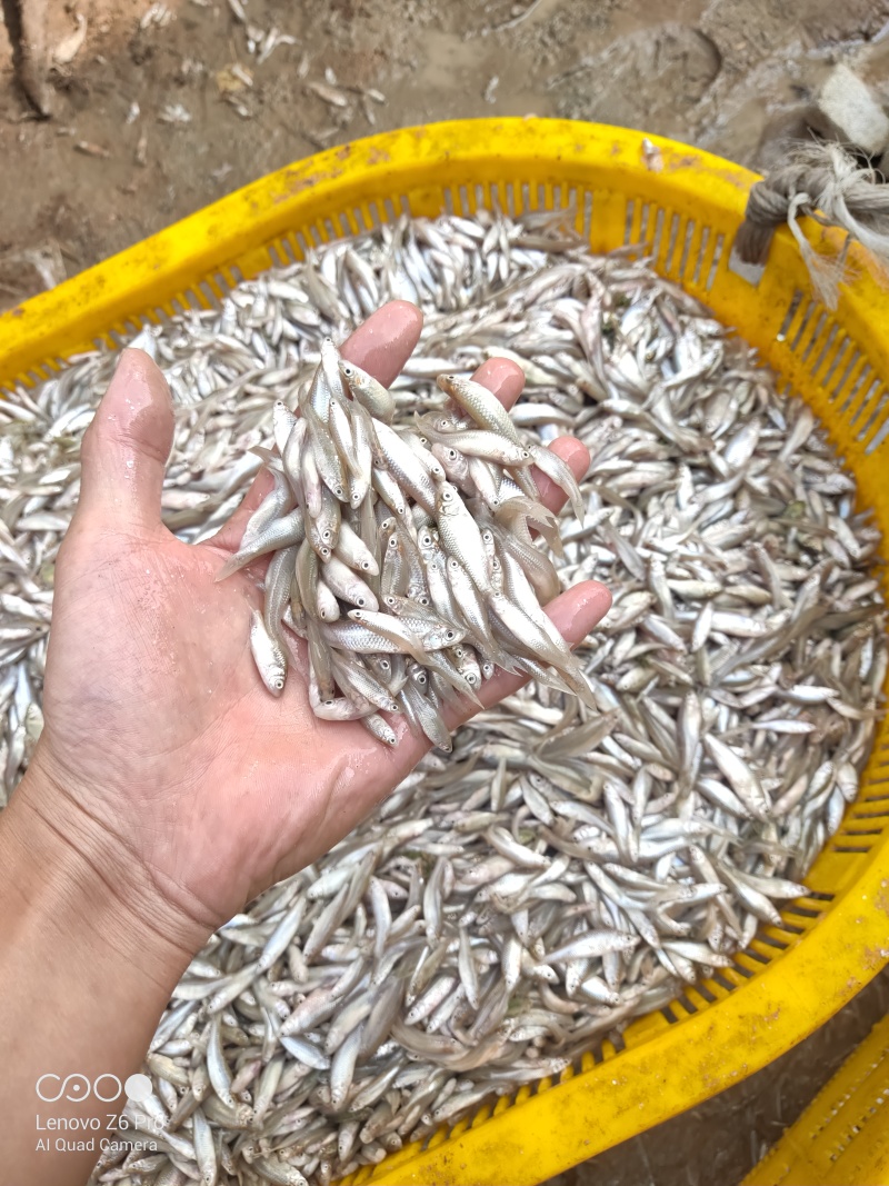 麦穗鱼鲜活麦穗鱼规格齐全质量保证诚信经营欢迎咨询