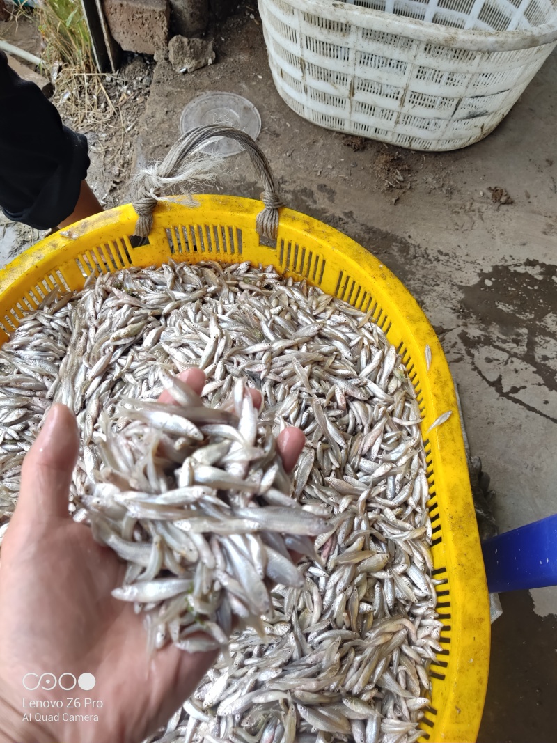 麦穗鱼鲜活麦穗鱼规格齐全质量保证诚信经营欢迎咨询