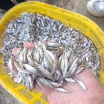麦穗鱼鲜活麦穗鱼规格齐全质量保证诚信经营欢迎咨询