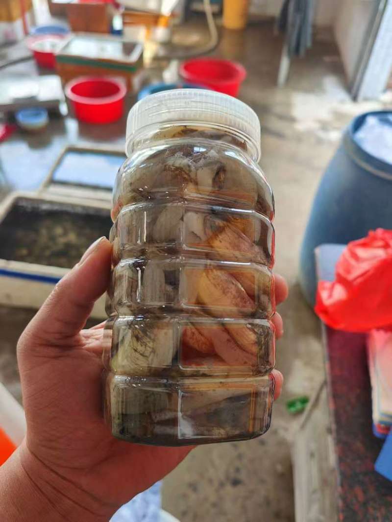 蛏子量大从优一手货源欢迎各地客商洽谈合作