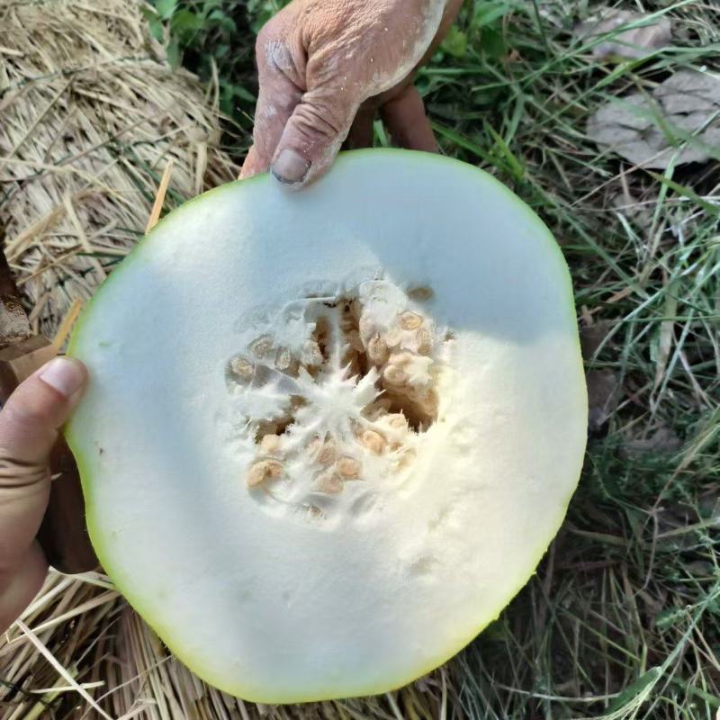 海南中桶白皮冬瓜，白皮冬瓜，批发白冬瓜，水桶瓜，产地直发