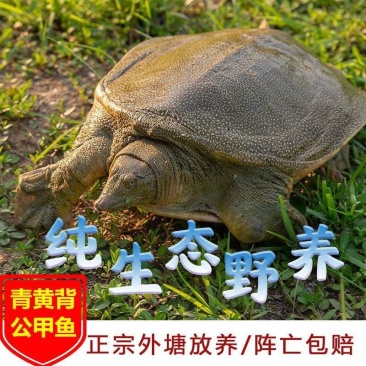 汉寿县甲鱼产地发货，品质保证，量大从优！欢迎各大客商电联