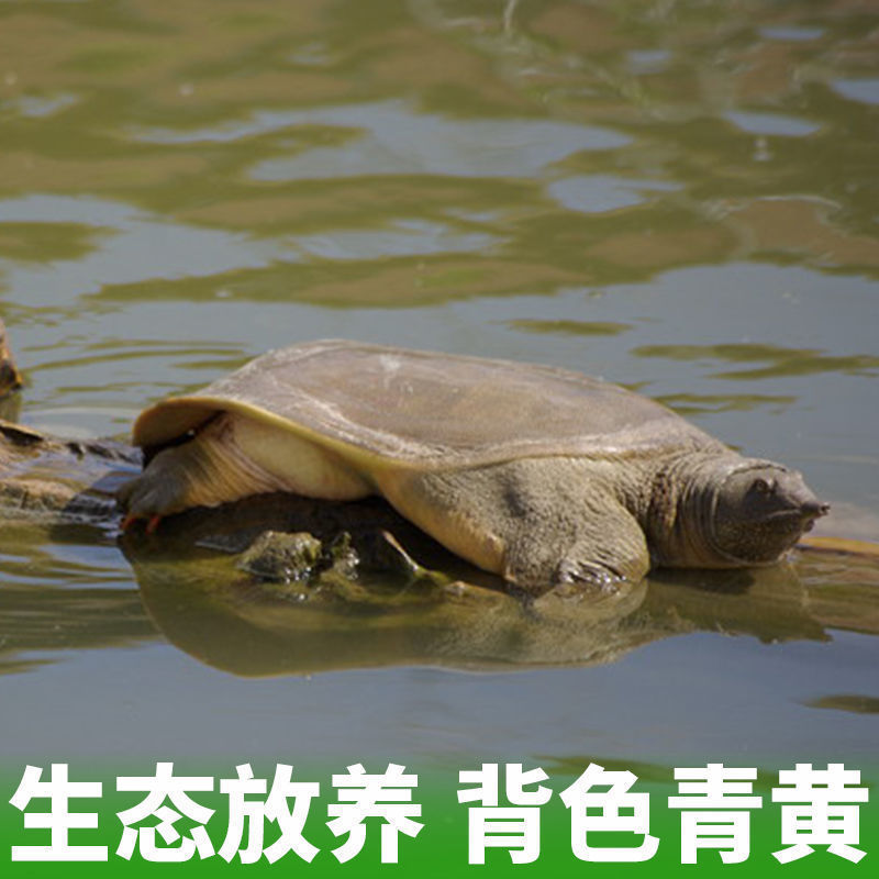 汉寿县甲鱼产地发货，品质保证，量大从优！欢迎各大客商电联