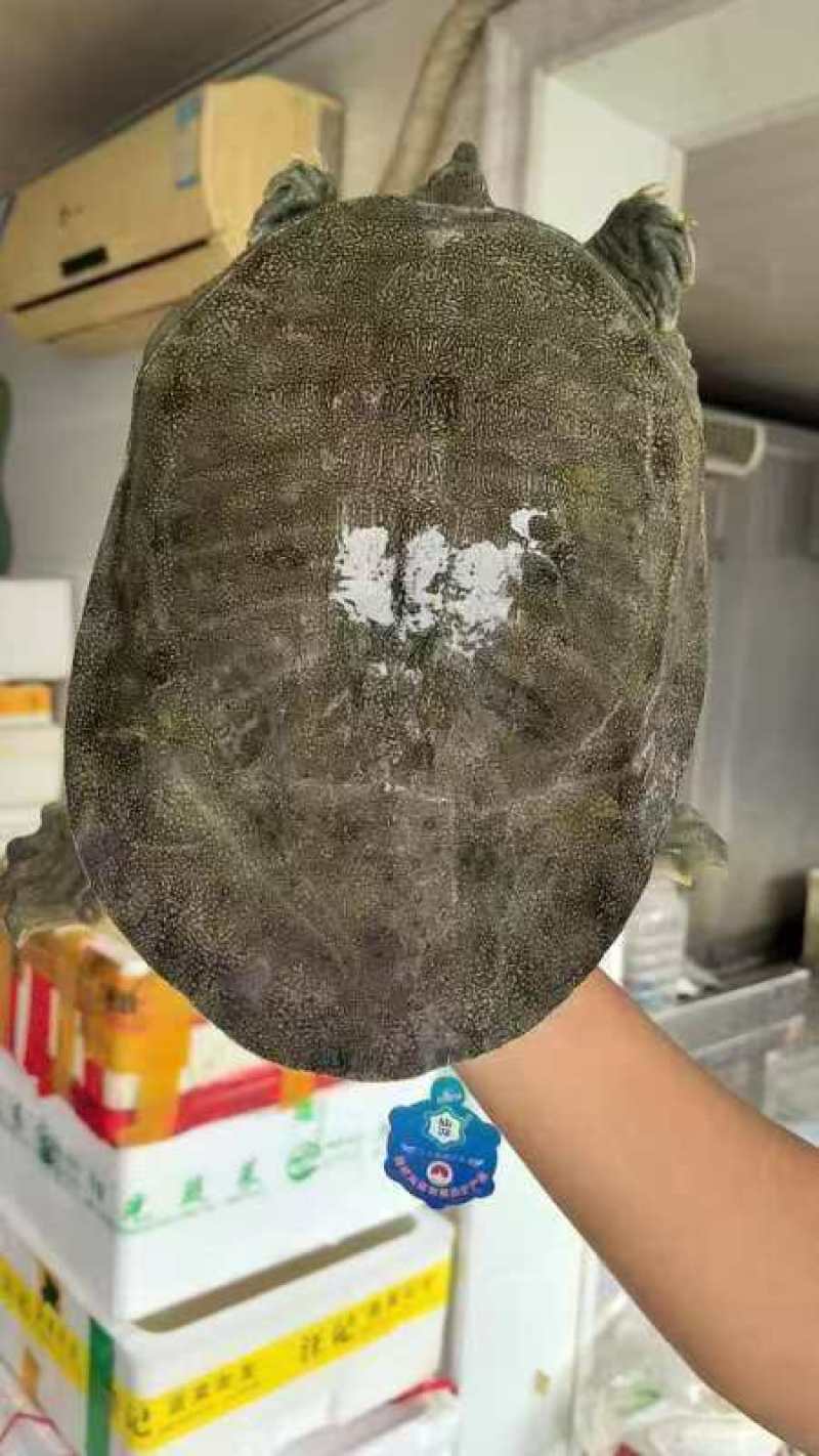 汉寿县甲鱼产地发货，品质保证，量大从优！欢迎各大客商电联