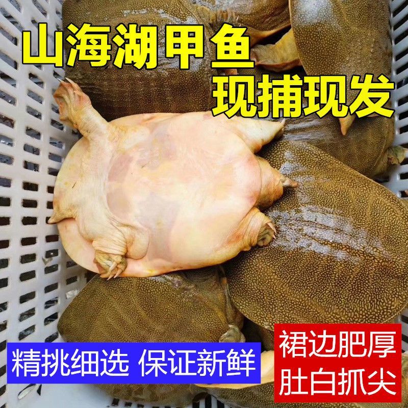 汉寿县甲鱼产地发货，品质保证，量大从优！欢迎各大客商电联
