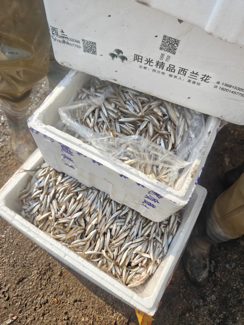 小公鱼产地货源价格便宜！