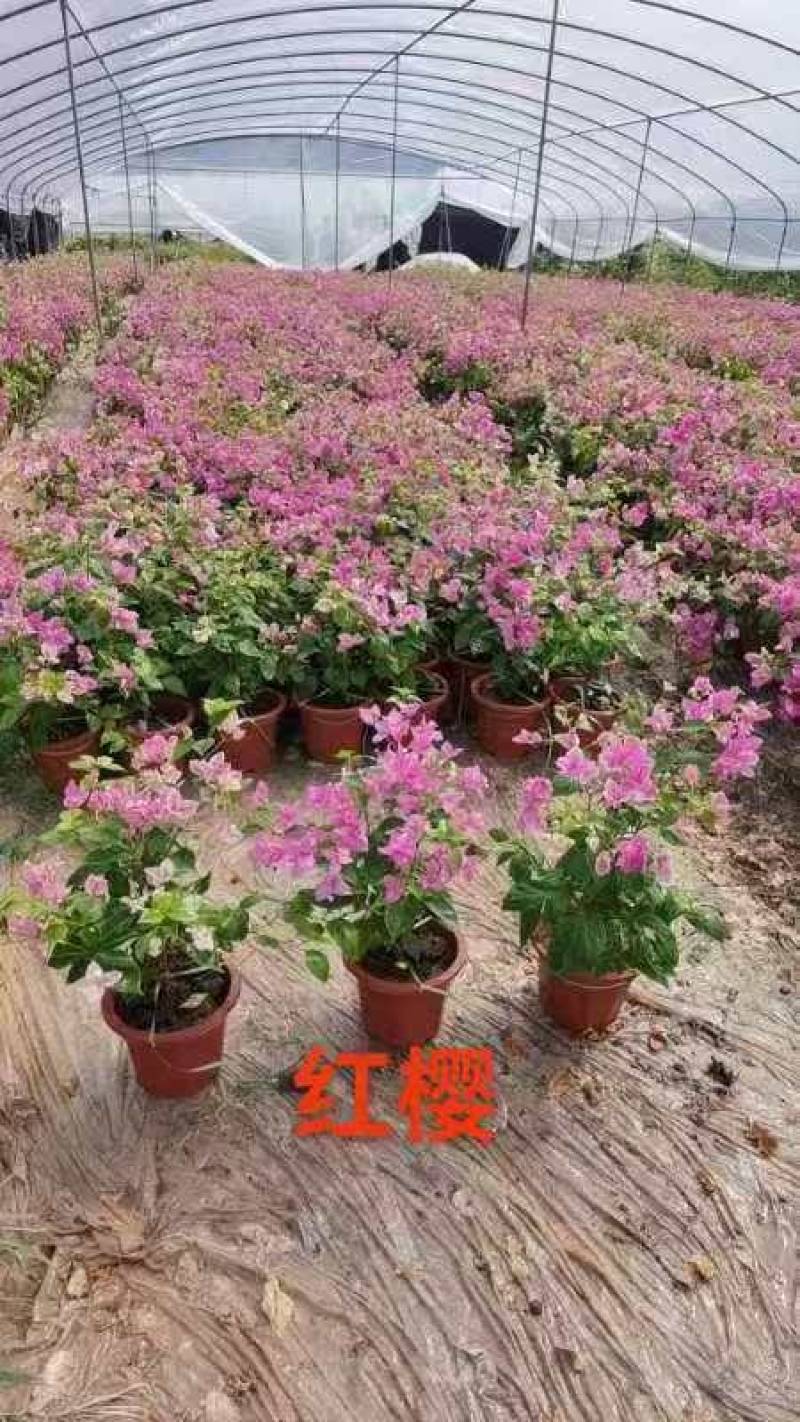 自家三角梅基地，有各种规格，品种盆景苗，基地直发。