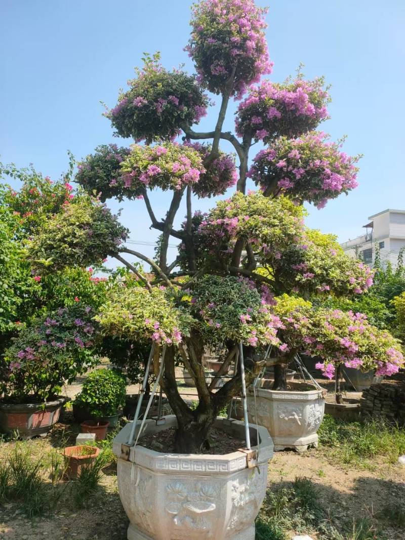 自家三角梅基地，有各种规格，品种盆景苗，基地直发。