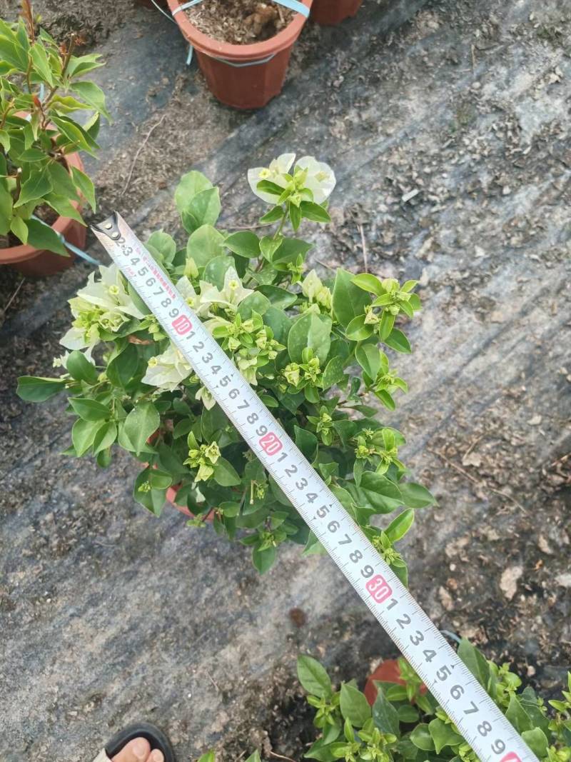 自家三角梅基地，有各种规格，品种盆景苗，基地直发。
