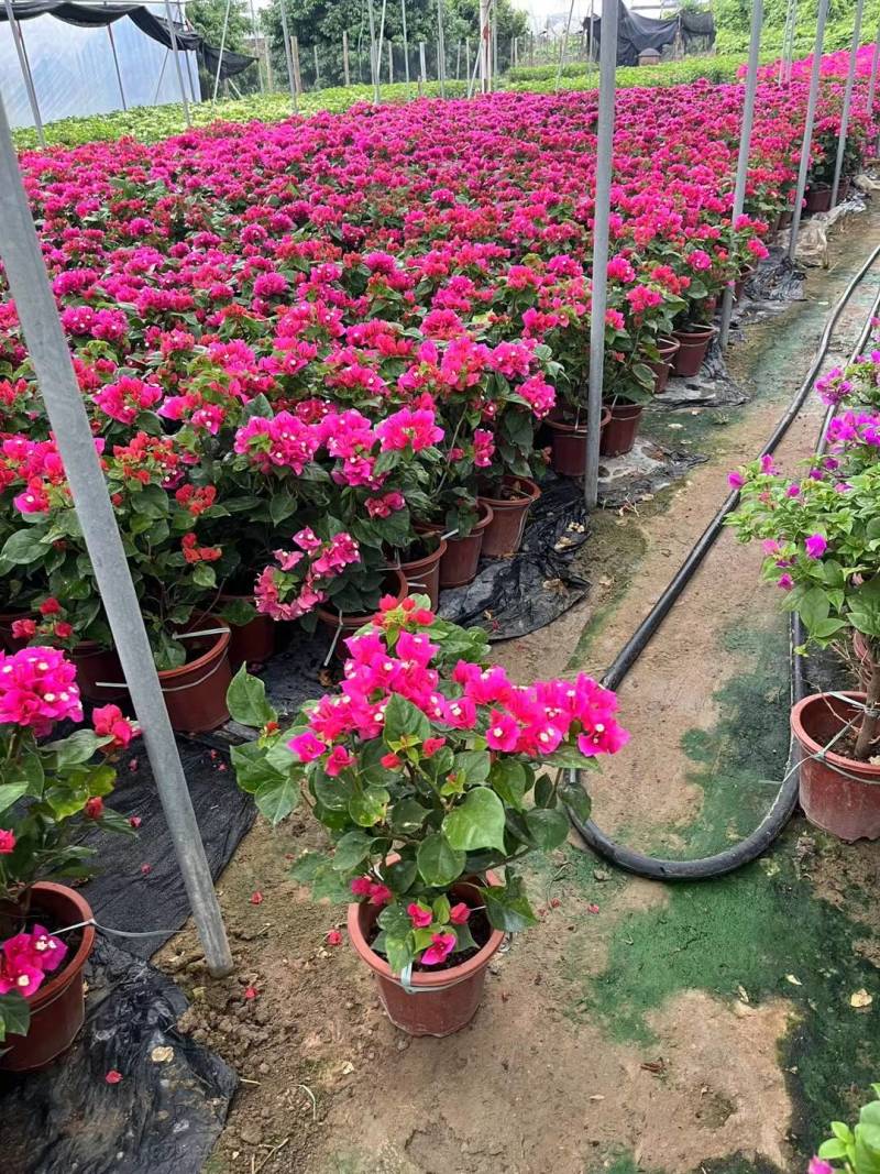 自家三角梅基地，有各种规格，品种盆景苗，基地直发。