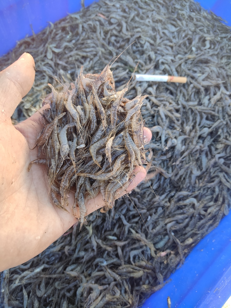 精品河虾规格齐全质量保证诚信经营欢迎咨询