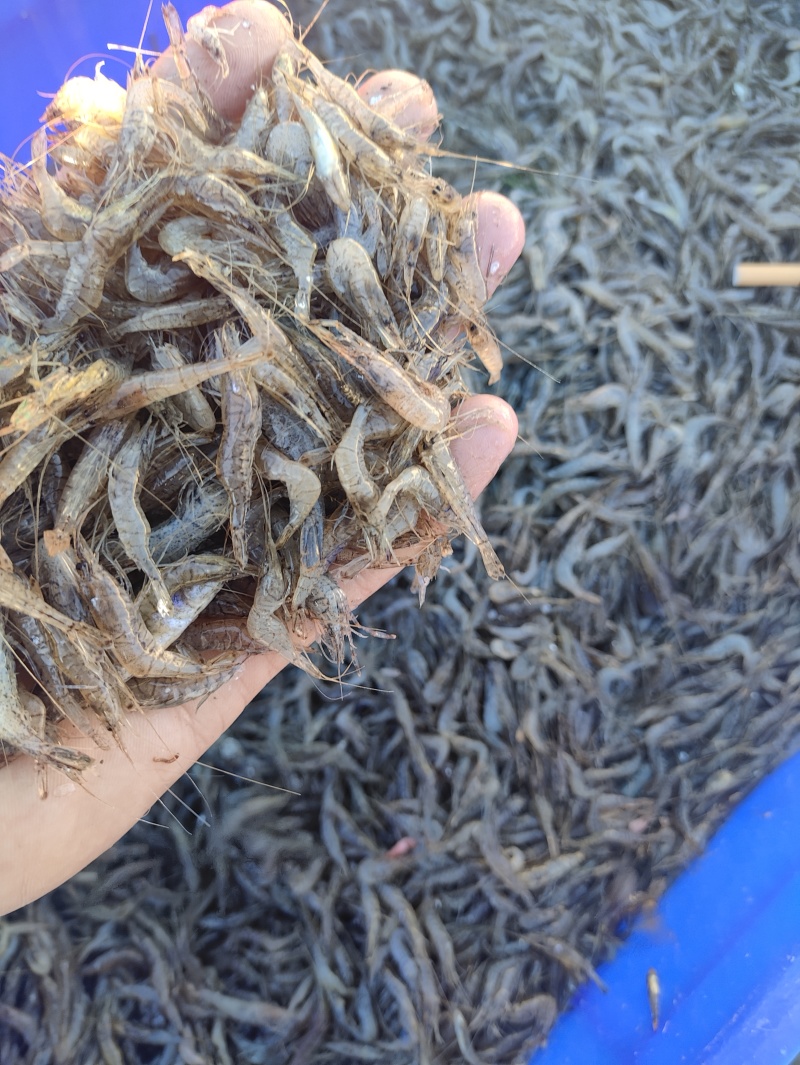 精品河虾规格齐全质量保证诚信经营欢迎咨询